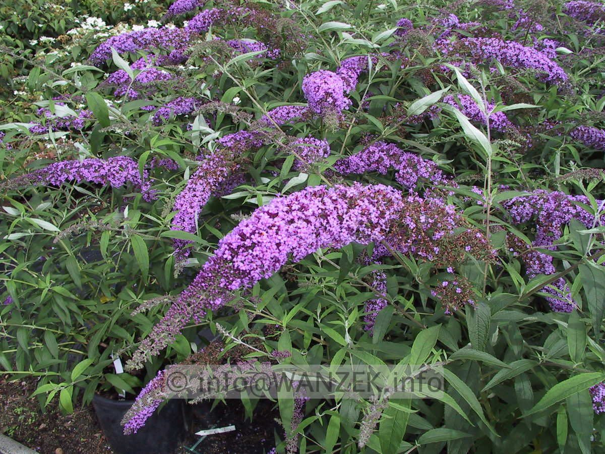 Buddleja Hybride Ile De France 01.JPG